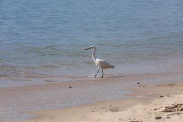 White heron on the beach