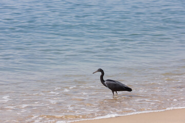 Gray heron on the beach
