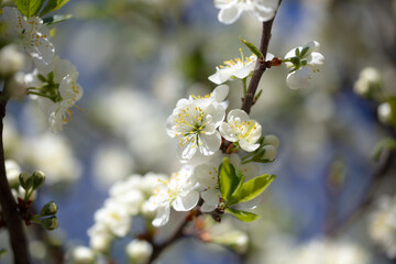 Flowers on branches of cherry