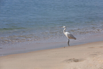 White heron on the beach