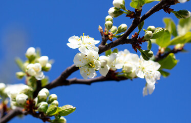 Flowers on branches of cherry