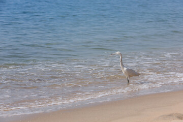 White heron on the beach