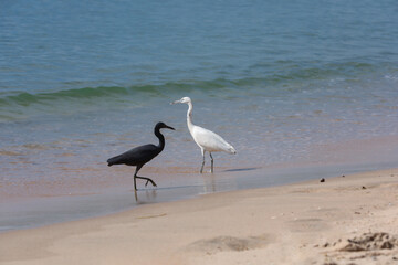 White and gray heron on the beach