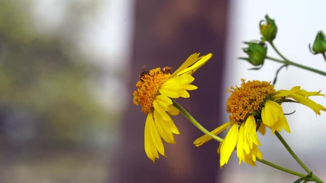 Honey Bee collecting pollen on yellow rape flower. bees at work. background sunflower bee yellow blossom. bee pollinating yellow wild flowers orizontal photo