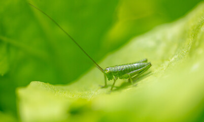 Green grasshopper on plant leaves.