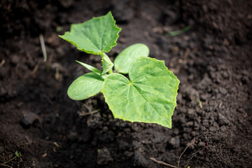 Cucumber sprout in the spring.