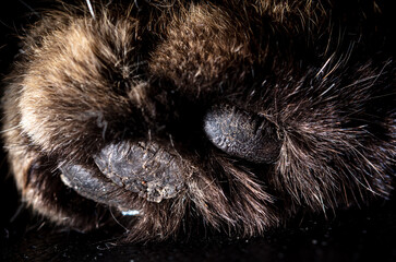 Cat paw close up as background.