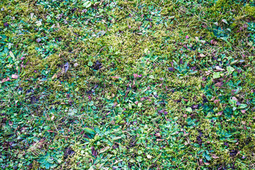 A closeup shot of fallen leaves on the ground