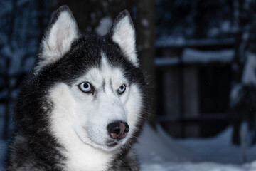 Portrait Siberian husky dog in winter night forest