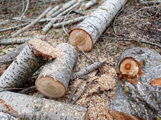 Sawed stump . Sawn tree trunk and tree stumps, harvesting firewood. Pile of Logs . New dead tree stump after a tree was cut down in the park. background with new piece of wood .