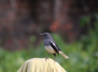 Oriental Magpie Robin