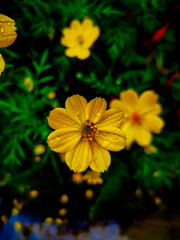 yellow flower