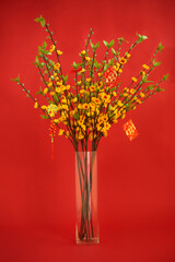 Glass vase with branches of blooming apricot tree decorated fro Chinese New Year celebration with cards with best wishes inscription