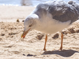 Feed a seagull with bread at the beach