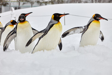 Obraz premium Penguin in Hokkaido Japan 