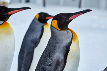 Penguin in Hokkaido Japan 