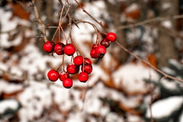 red small round berries on a thin brown tree branch