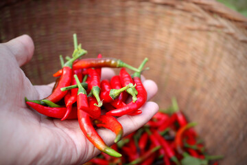 Chilies. In Hands holding a handful of fresh harvested red hot peppers.