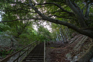 Wooden steps among the forest, in the mountains. Denmark. Mons Clint. Travels.