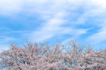 青空とさくら