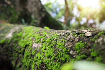 Tree with moss on roots in a green forest or moss on tree trunk. Tree bark with green moss. At Thailand (Select focust)