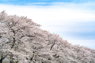 青空とさくら
