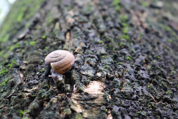 snail descended from the tree in the garden. Snail gliding on the wet wooden texture background.