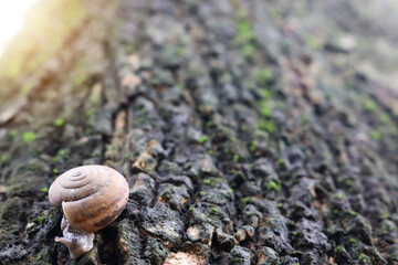 snail descended from the tree in the garden. Snail gliding on the wet wooden texture background.