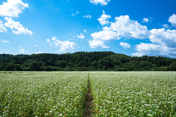 青空と蕎麦畑