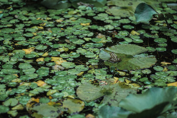 ウキクサとカエル
