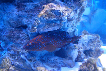 tropical fish in the ocean swim in the water of the aquarium among the corals