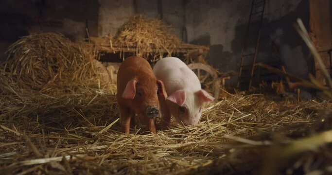 Cinematic shot of ecologically grown newborn pink and brown piglets used for biological genuine products industry lying on hay in pigpen of countryside pigs breeding farm. Concept of eco, bio, vegan.