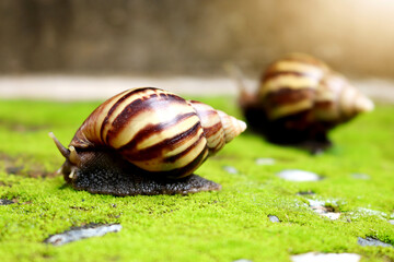 Snail crawling on green moss plant in Thailand.