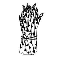 Vector drawing of asparagus pods and stems, tied in a bundle of young asparagus shoots, black and white graphics, delicious healthy natural vegetable, hand-drawn, natural eco-product, vegetarianism.