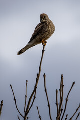 Ein Turmfalke sitzt auf einer kahlen Baumspitze ud hält Ausschau nach Beute