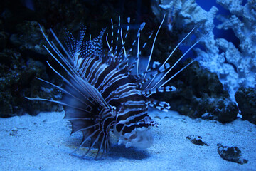 Naklejka na ściany i meble predatory tropical fish with spines swims in the ocean of water in the aquarium