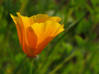 California poppy or golden poppy flower in the garden, golden poppy flower isolated in the green background