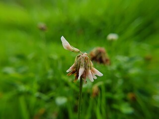 토끼풀 꽃 모습