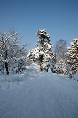 Tree Winter snow at HOKKAIDO in Japan 