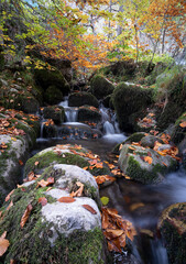 El otoño en el arroyo y en el hayedo
