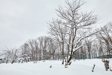 Tree Winter snow at HOKKAIDO in Japan 