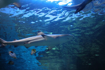 predatory tropical fish shark swims in the ocean water in the aquarium
