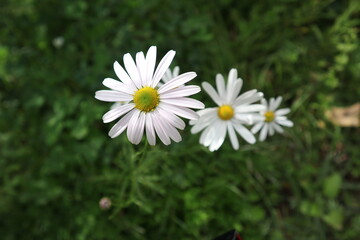 야생에서 핀 구절초 