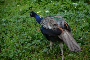 Beautiful peacock in the zoo, Frankfurt am Main