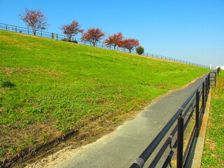 坂道と桜の並木のある秋の江戸川土手風景