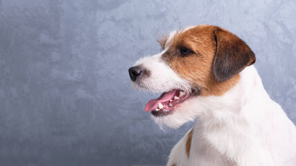 Jack Russell Terrier portrait close-up on a gray background.