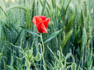 Spring sketch: red poppy flower on the green cereal background