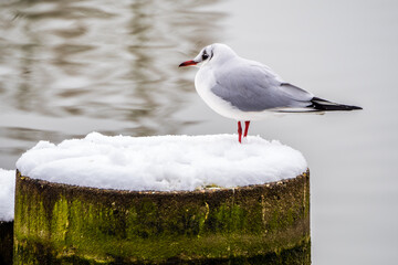  Seagull standing on the snow-covered concrete socle on lake