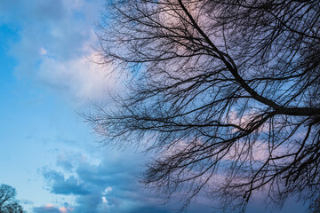 枯れた木の枝と夕暮れ時の空