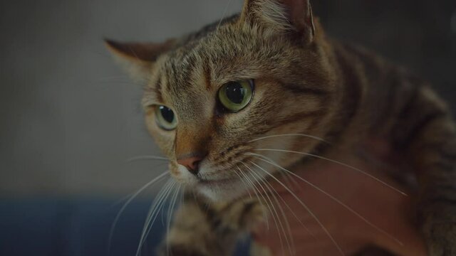 Close-up portrait of worried adorable shorthair domestic tabby female cat meowing, attention-soliciting, demanding and complaining, looking with scared displeased expression, feeling discomfort indoor
